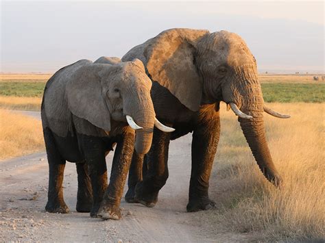 Male vs Female Elephants: 7 Key Differences .